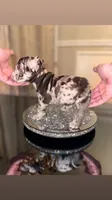 Nyx, a female French Bulldog for sale in Chicago, IL – 1 of 7