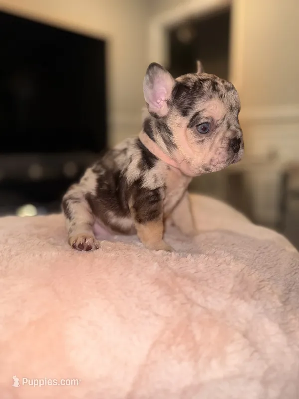 Dolge  – French Bulldog puppy for sale in Chicago, IL