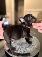 Onyx , a female French Bulldog for sale in Chicago, IL – 6 of 7