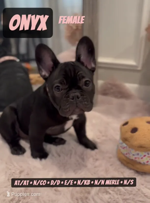 Onyx  – French Bulldog puppy for sale in Chicago, IL