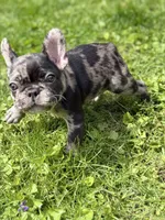 Draco, a male French Bulldog for sale in Chicago, IL – 1 of 6