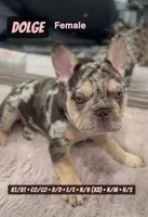 Dolge , a female French Bulldog for sale in Chicago, IL – 2 of 8