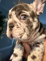 Nyx, a female French Bulldog for sale in Chicago, IL – 3 of 7