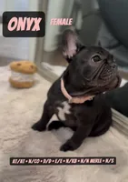 Onyx , a female French Bulldog for sale in Chicago, IL – 2 of 10