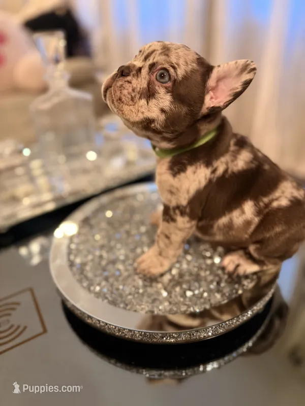 Zephyr – French Bulldog puppy for sale in Chicago, IL