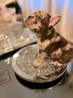 Zephyr, a male French Bulldog for sale in Chicago, IL – 4 of 7