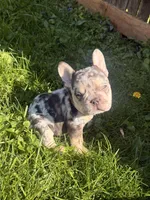 Dolge , a female French Bulldog for sale in Chicago, IL – 5 of 6