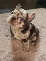 Zephyr, a male French Bulldog for sale in Chicago, IL – 7 of 7