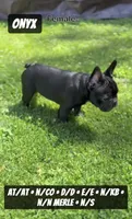 Onyx , a female French Bulldog for sale in Chicago, IL – 5 of 10