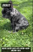 Draco, a male French Bulldog for sale in Chicago, IL – 6 of 7