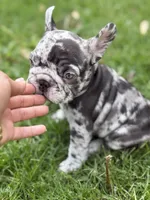 Nyx, a female French Bulldog for sale in Chicago, IL – 2 of 7