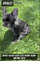 Draco, a male French Bulldog for sale in Chicago, IL – 7 of 7