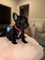 Onyx , a female French Bulldog for sale in Chicago, IL – 2 of 7