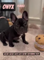 Onyx , a female French Bulldog for sale in Chicago, IL – 3 of 10