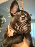Onyx , a female French Bulldog for sale in Chicago, IL – 3 of 7