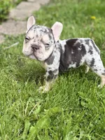 Dolge , a female French Bulldog for sale in Chicago, IL – 3 of 6