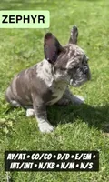 Zephyr, a male French Bulldog for sale in Chicago, IL – 2 of 8