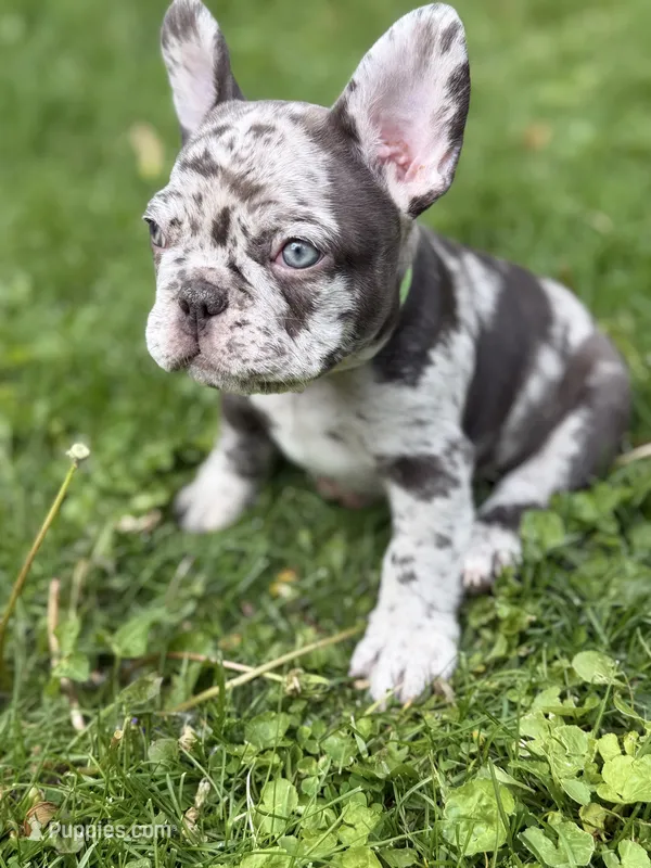 Zephyr – French Bulldog puppy for sale in Chicago, IL