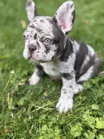 Zephyr, a male French Bulldog for sale in Chicago, IL – 1 of 7