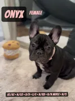 Onyx , a female French Bulldog for sale in Chicago, IL – 6 of 10