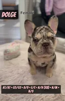 Dolge , a female French Bulldog for sale in Chicago, IL – 4 of 8