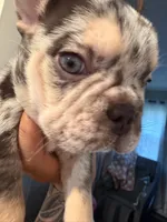 Dolge , a female French Bulldog for sale in Chicago, IL – 4 of 6