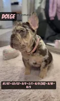 Dolge , a female French Bulldog for sale in Chicago, IL – 3 of 8