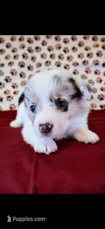 Brown collar – Cardigan Welsh Corgi, Pembroke Welsh Corgi puppy for sale in Hermiston, OR