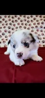 Brown collar, a male Cardigan Welsh Corgi and Pembroke Welsh Corgi for sale in Hermiston, OR – 1 of 3