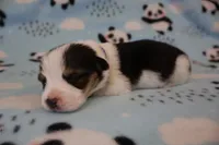Blk and white tri mismark, a female Pembroke Welsh Corgi for sale in Hermiston, OR – 2 of 3