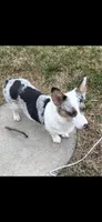 Orange collar, a male Cardigan Welsh Corgi and Pembroke Welsh Corgi for sale in Hermiston, OR – 4 of 4