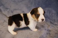 Tri mismark , a female Pembroke Welsh Corgi for sale in Hermiston, OR – 4 of 4