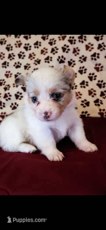 Purple collar – Cardigan Welsh Corgi, Pembroke Welsh Corgi puppy for sale in Hermiston, OR