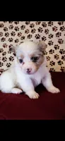 Purple collar, a female Cardigan Welsh Corgi and Pembroke Welsh Corgi for sale in Hermiston, OR – 1 of 4