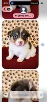 Yellow collar, a female Cardigan Welsh Corgi and Pembroke Welsh Corgi for sale in Hermiston, OR – 3 of 3