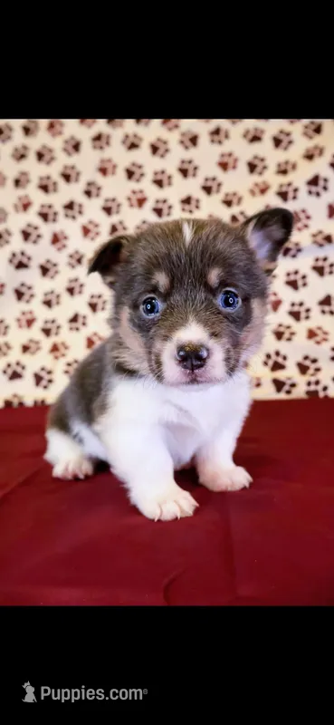 Red collar – Pembroke Welsh Corgi puppy for sale in Hermiston, OR