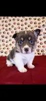 Red collar, a male Pembroke Welsh Corgi for sale in Hermiston, OR – 1 of 2