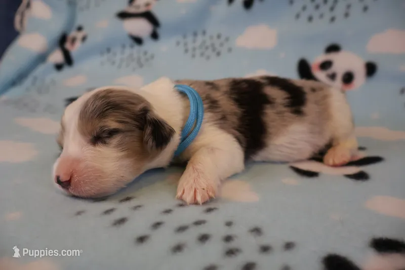 Bluie – Pembroke Welsh Corgi puppy for sale in Hermiston, OR