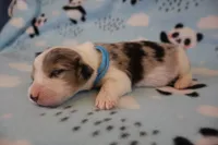 Bluie, a male Pembroke Welsh Corgi for sale in Hermiston, OR – 1 of 2