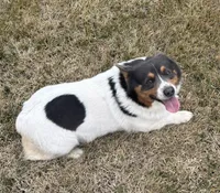 Blue collar , a male Cardigan Welsh Corgi and Pembroke Welsh Corgi for sale in Hermiston, OR – 3 of 4