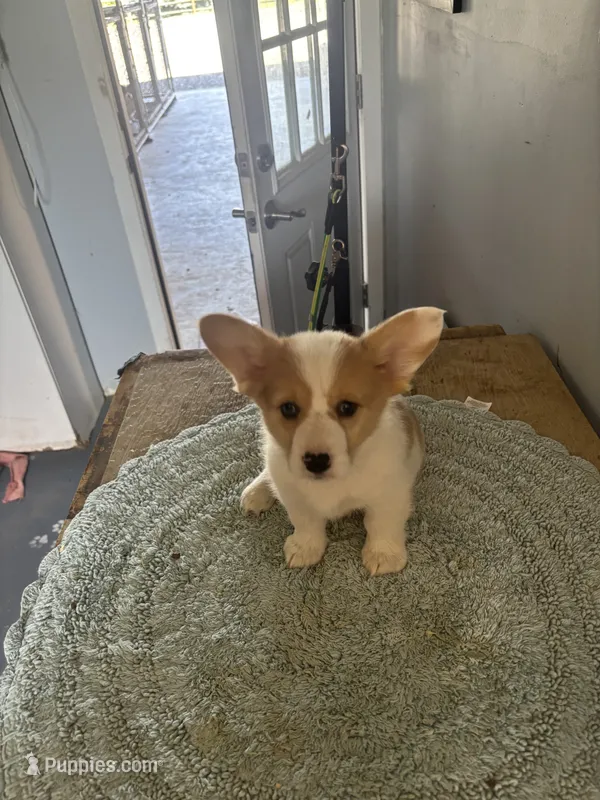 Peanut – Cardigan Welsh Corgi, Pembroke Welsh Corgi puppy for sale in Hermiston, OR