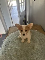 Peanut, a female Cardigan Welsh Corgi and Pembroke Welsh Corgi for sale in Hermiston, OR – 1 of 3