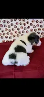 Yellow collar, a female Cardigan Welsh Corgi and Pembroke Welsh Corgi for sale in Hermiston, OR – 2 of 3