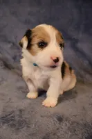 Merle boy 1, a male Pembroke Welsh Corgi for sale in Hermiston, OR – 2 of 3