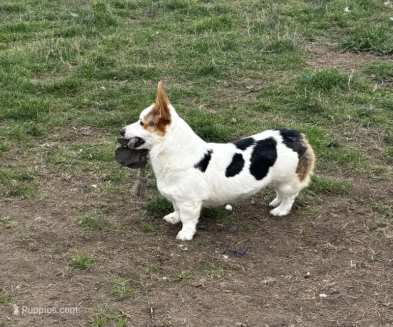 Zoey – Pembroke Welsh Corgi puppy for sale in Hermiston, OR