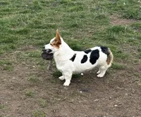 Zoey, a female Pembroke Welsh Corgi for sale in Hermiston, OR – 1 of 5