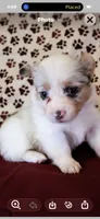 Purple collar, a female Cardigan Welsh Corgi and Pembroke Welsh Corgi for sale in Hermiston, OR – 4 of 4