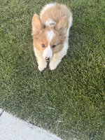 Reggie, a male Cardigan Welsh Corgi and Pembroke Welsh Corgi for sale in Hermiston, OR – 4 of 5