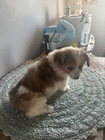 Lil red, a male Cardigan Welsh Corgi and Pembroke Welsh Corgi for sale in Hermiston, OR – 2 of 4