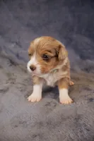 Blue Merle 2, a male Pembroke Welsh Corgi for sale in Hermiston, OR – 3 of 4